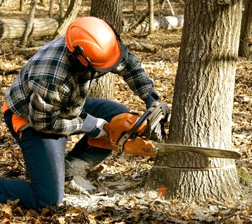 Tree Removal in Agua Dulce, TX